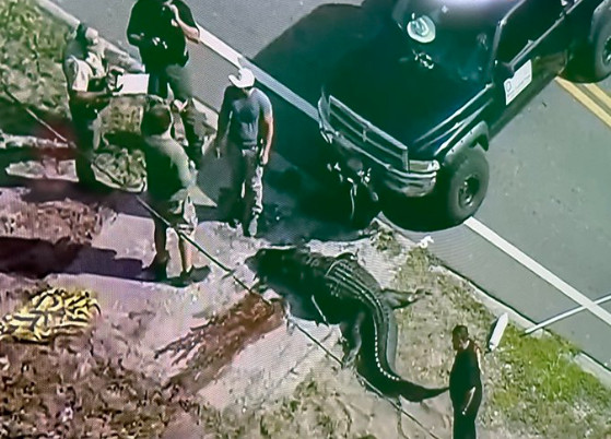 Τρόμος στη Φλόριντα: Αλιγάτορας κυκλοφορούσε με ένα πτώμα στα σαγόνια του