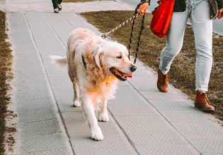 Πόσες φορές πρέπει να «βγαίνει» ο σκύλος βόλτα