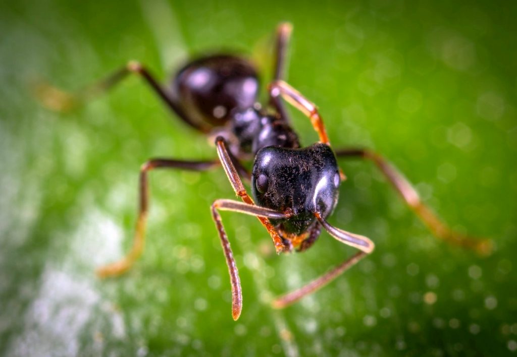 Τα μυρμήγκια που γίνονται ζόμπι κάθε πρωί και βράδυ