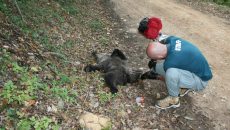 Φλώρινα: Λαθροκυνηγός σκότωσε αρκουδάκι λίγων μηνών
