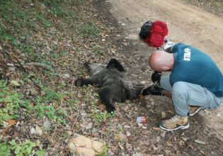 Φλώρινα: Λαθροκυνηγός σκότωσε αρκουδάκι λίγων μηνών