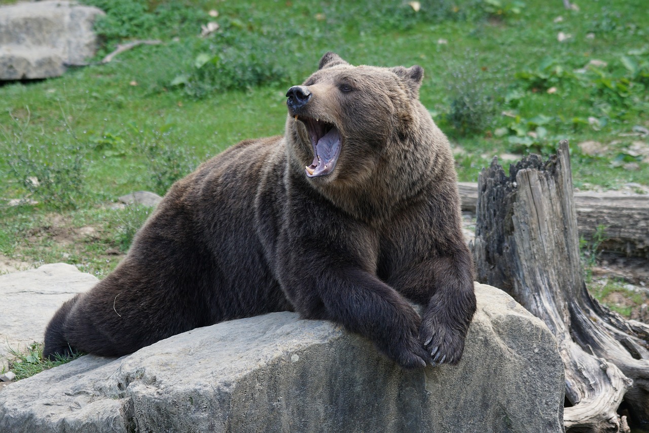 Ιταλία: Αντιδράσεις με τον θανάσιμο πυροβολισμό αρκούδας - Ήταν μαζί με τα μωρά της