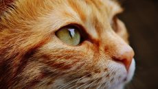 Λέσβος: Στον ανακριτή Μυτιλήνης ο 62χρονος που κατηγορείται ότι σκότωσε γάτα με καλάμι ψαρέματος