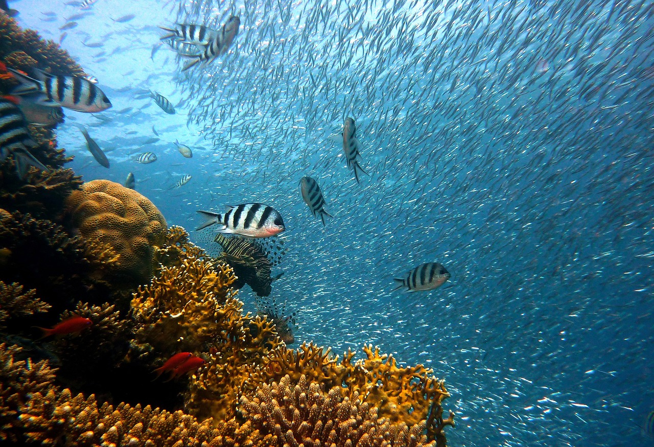 Debt-for-Nature: Τράπεζες αναζητούν 15 δισ. δολ. για την προστασία του Ινδικού