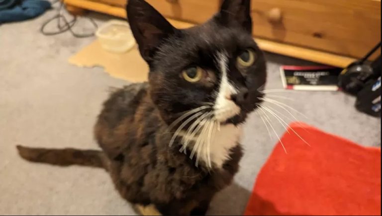 Συγκινητικό: Εξαφανισμένη γατούλα ξαναβρέθηκε με το αφεντικό της μετά από 11 χρόνια