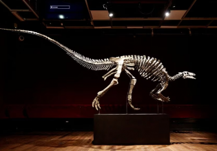 Δεινόσαυροι: Πλήρης σκελετός καμπτόσαυρου βγαίνει στο σφυρί στο Παρίσι