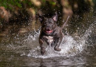 Ρίσι Σούνακ: Μέχρι το τέλος του χρόνου το Ηνωμένο Βασίλειο θα απαγορεύσει τους σκύλους American XL bully