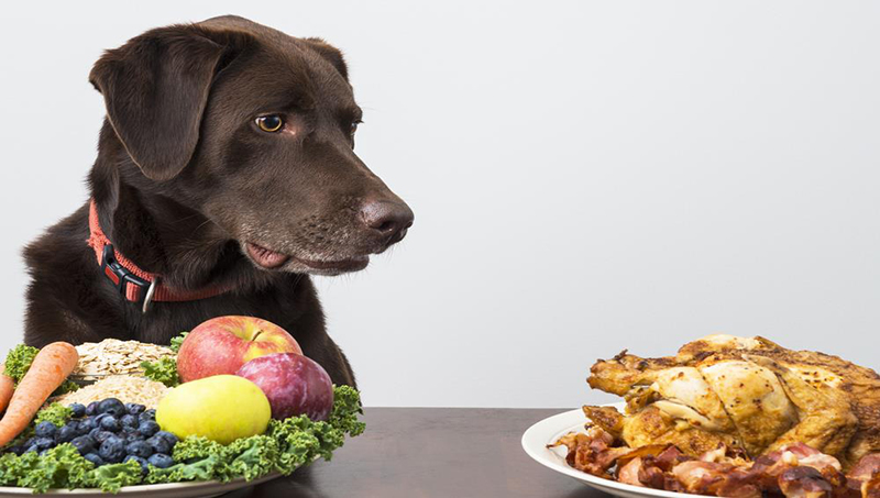 Μαγειρευτή τροφή για τον σκύλο: Τι πρέπει να περιέχει το πιάτο του