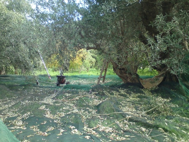 Κρήτη: Έκλεψαν 13 κλούβες βρώσιμες ελιές από λιόφυτο – «Χρυσή» η φετινή σοδειά
