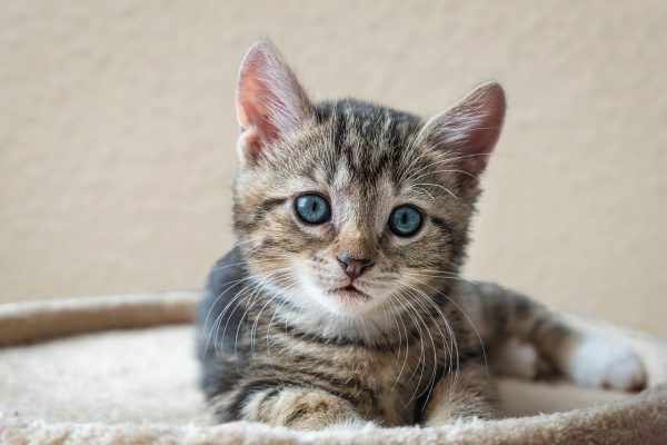 Κτηνωδία στη Ρόδο: Τεμάχισαν γατάκι - Επικηρύχθηκε ο δράστης