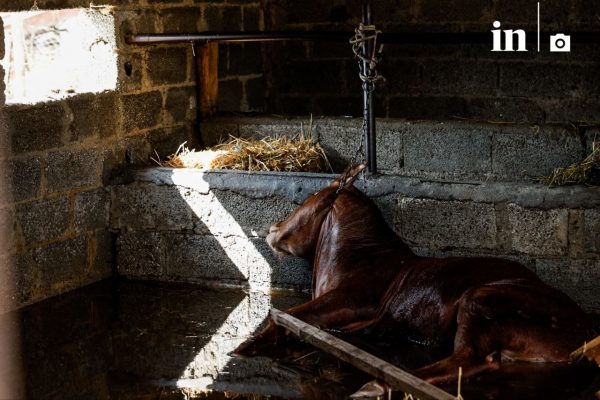 Κακοκαιρία Daniel: Σε κλιβάνους στην Ημαθία και την Αρκαδία μεταφέρονται τα νεκρά ζώα από τη Θεσσαλία