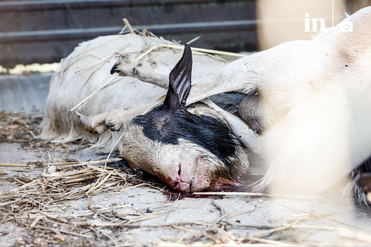 Κακοκαιρία Daniel: «Γροθιά στο στομάχι» οι εικόνες των νεκρών ζώων στη Θεσσαλία