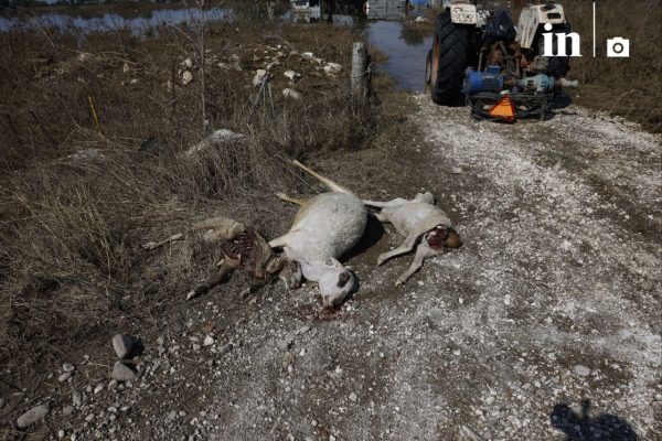 Κακοκαιρία Daniel: Κτηνοτρόφος βρήκε νεκρά 800 πρόβατα στη μονάδα του – Συγκλονιστικό βίντεο