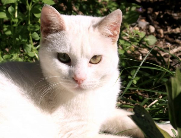 Χανιά: Μάχη για τη ζωή της δίνει η «Χιονάτη», η γατούλα που πυροβόλησαν ενώ κοιμόταν