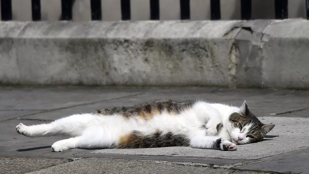 Λάρι: Ο viral γάτος της Ντάουνινγκ Στριτ και τα «μπλεξίματά» του