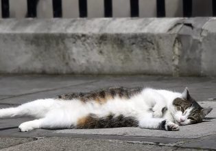 Λάρι: Ο viral γάτος της Ντάουνινγκ Στριτ και τα «μπλεξίματά» του
