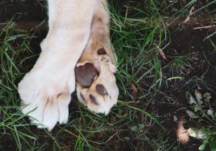 Απίστευτη κτηνωδία στα Χανιά: Έριξαν στην πλάτη σκύλου καυστικό υγρό