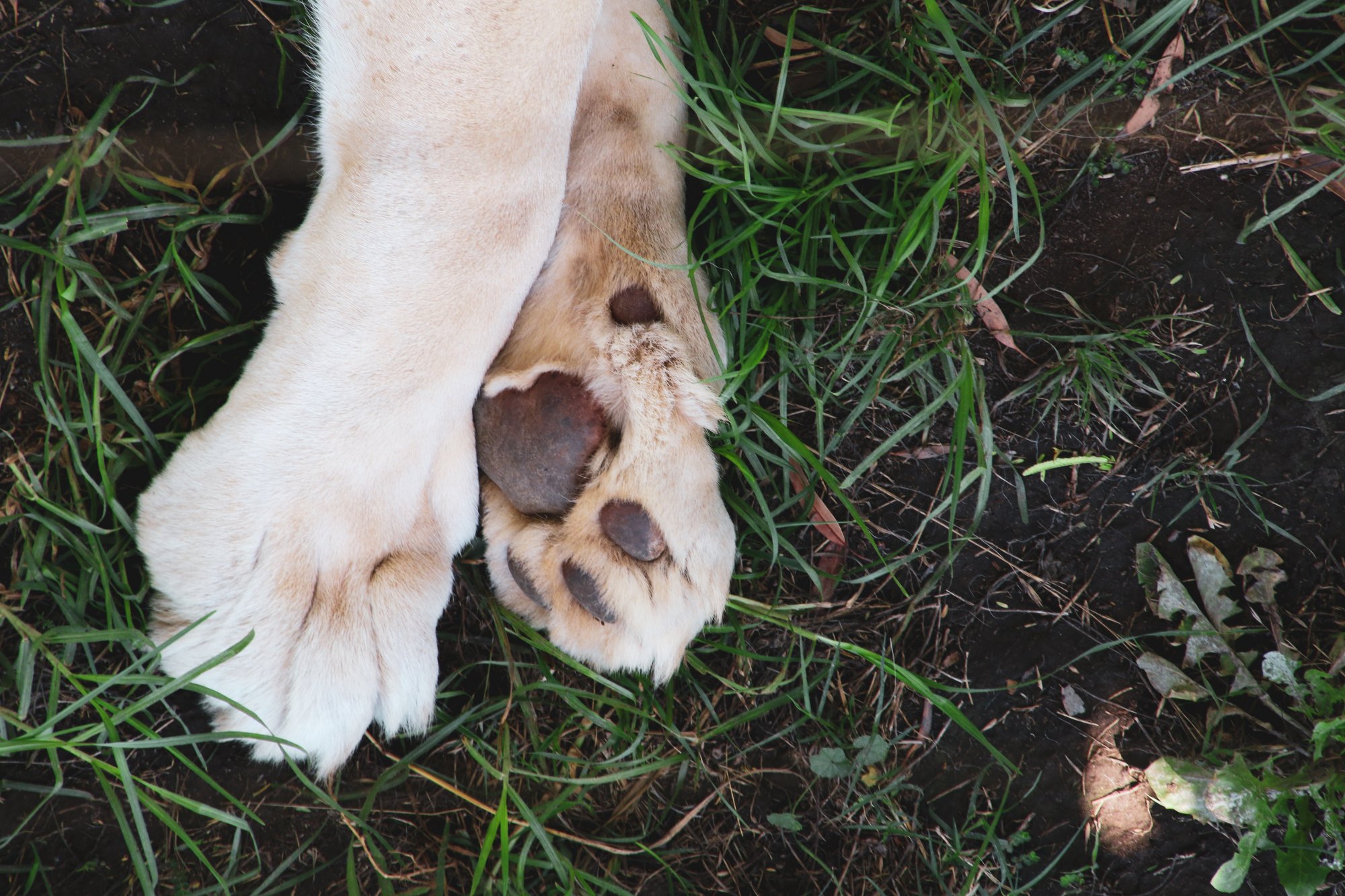 Απίστευτη κτηνωδία στα Χανιά: Έριξαν στην πλάτη σκύλου καυστικό υγρό