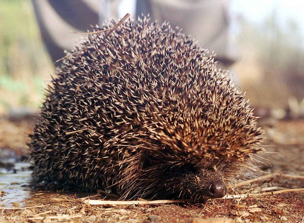 Σοκ στη Θεσσαλονίκη: Σούβλισε και έψησε σκαντζόχοιρους