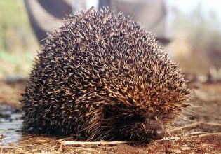 Σοκ στη Θεσσαλονίκη: Σούβλισε και έψησε σκαντζόχοιρους