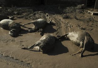 Αγαπηδάκη για Θεσσαλία: Βασικές εστίες μόλυνσης οι λάσπες και τα νεκρά ζώα