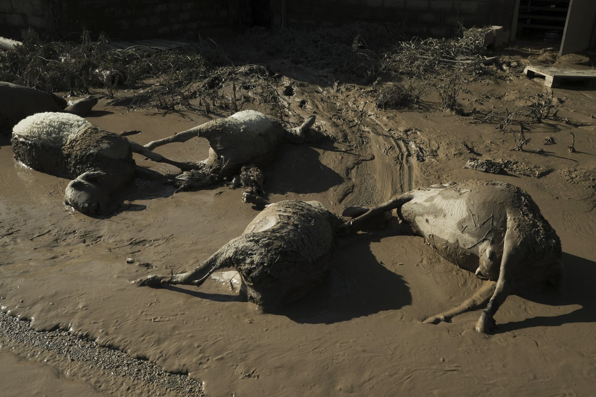 Αγαπηδάκη για Θεσσαλία: Βασικές εστίες μόλυνσης οι λάσπες και τα νεκρά ζώα