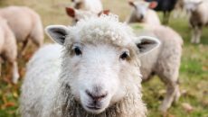 Μαγνησία: Πρόβατα έφαγαν 100 κιλά φαρμακευτικής κάνναβης