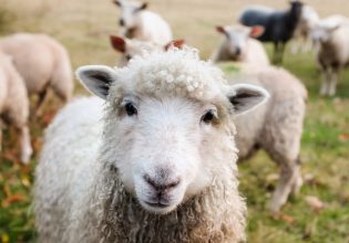 Μαγνησία: Πρόβατα έφαγαν 100 κιλά φαρμακευτικής κάνναβης
