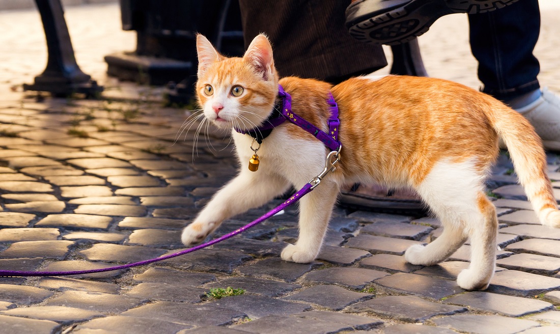 «Ρωτήσατε» τη γάτα σας αν θέλει να πάει βόλτα; – Πώς θα το κάνετε