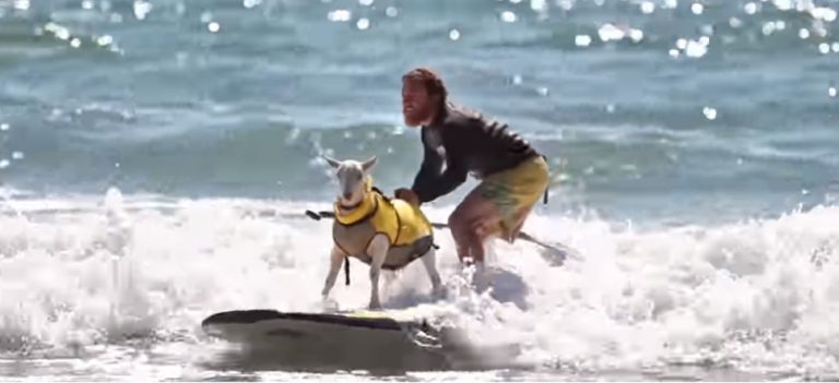 Καλιφόρνια: Κατσίκα παραδίδει στους τουρίστες μαθήματα σερφ