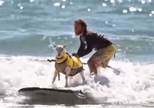 Καλιφόρνια: Κατσίκα παραδίδει στους τουρίστες μαθήματα σερφ