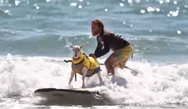 Καλιφόρνια: Κατσίκα παραδίδει στους τουρίστες μαθήματα σερφ