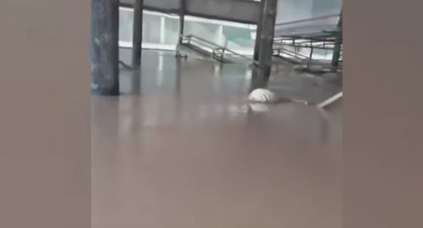 Κακοκαιρία Daniel: Κτηνοτρόφος βρήκε νεκρά 800 πρόβατα στη μονάδα του – Συγκλονιστικό βίντεο