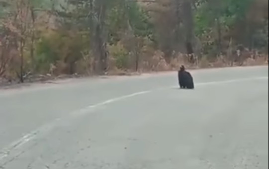 Φωτιές στον Έβρο: Μαυρόγυπες επιστρέφουν στην καμένη Δαδιά