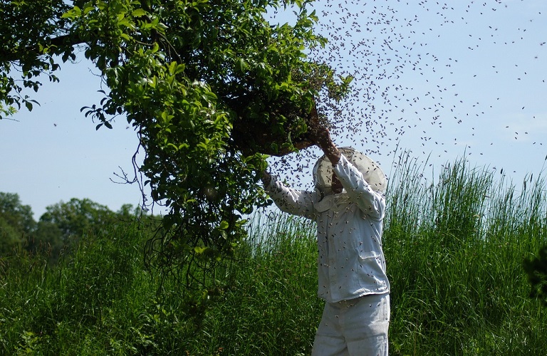 ΚΑΠ: Τι αλλάζει στο μελισσοκομικό πρόγραμμα – Ποιοι δικαιούνται ενίσχυση