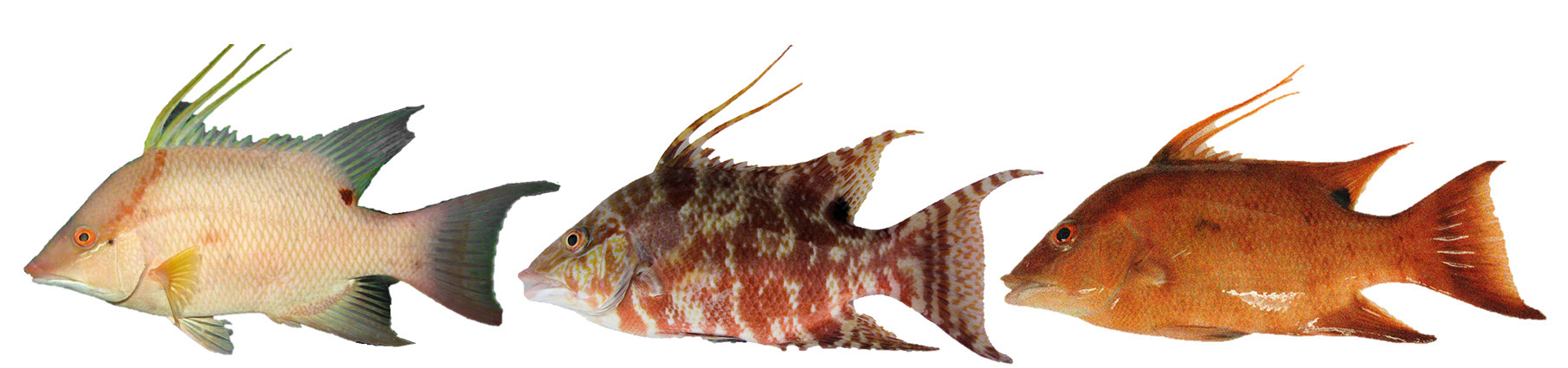 Το ψάρι που βλέπει με το δέρμα – Ακόμα και νεκρό