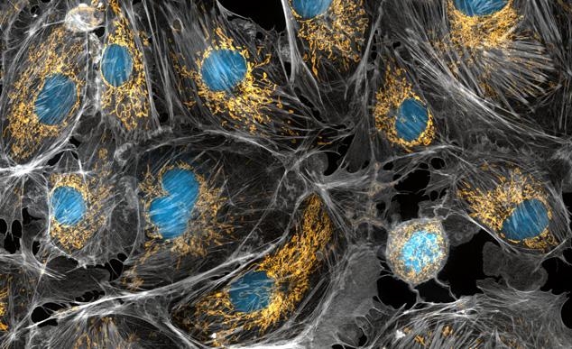 Οι φίλοι που κατάπιαμε: Τα μιτοχόνδρια των κυττάρων μας ίσως προήλθαν από αυτά τα βακτήρια