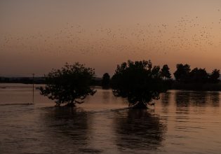 Κακοκαιρία Daniel: Υγειονομική βόμβα τα νεκρά ζώα – Μάχη για πόσιμο νερό και αγώνας για την επιβίωση