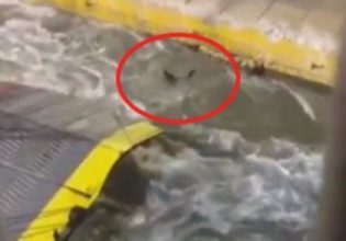 ΠΝΟ για τραγωδία στον Πειραιά: Σε καμία περίπτωση δεν αντιπροσωπεύει την συντριπτική πλειοψηφία των Ελλήνων Ναυτικών