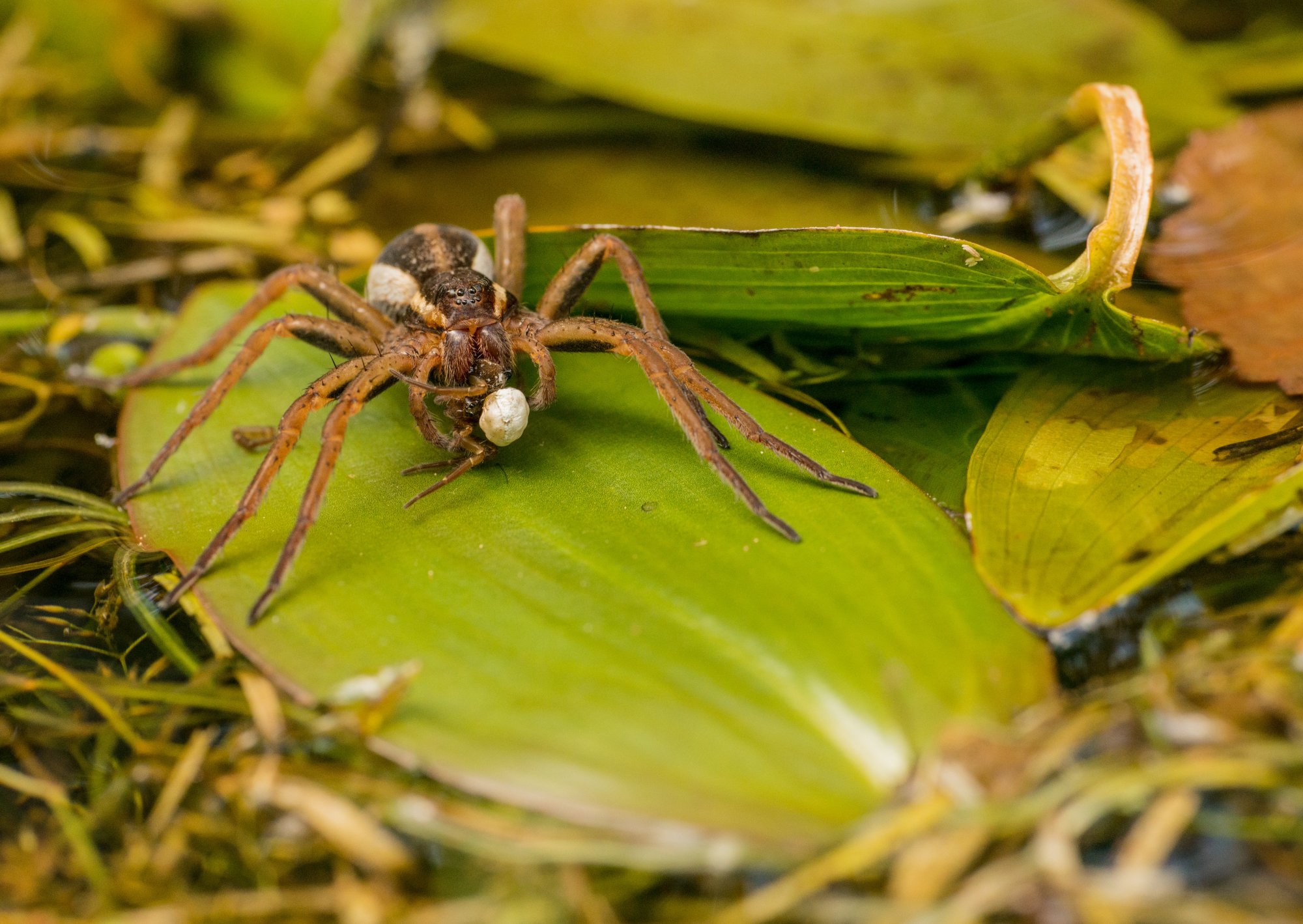 Βραζιλία: Σπουδαία ανακάλυψη – Η δηλητηριώδης αράχνη-μπανάνα μπορεί να θεραπεύσει τη στυτική δυσλειτουργία