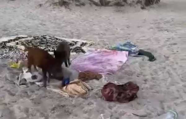 Viral τα δύο γουρουνάκια που πήγαν να κλέψουν φαγητό σε παραλία