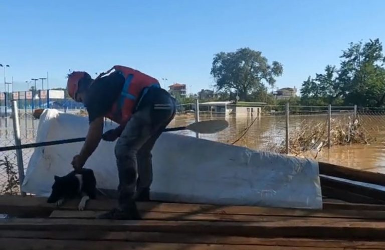 Κακοκαιρία Daniel: Η στιγμή που πυροσβέστες απεγκλωβίζουν σκυλάκι από τις πλημμύρες