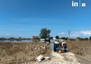 Κακοκαιρία Daniel: Χιλιάδες τα νεκρά πρόβατα στη Θεσσαλία – Σε απόγνωση οι κτηνοτρόφοι