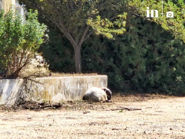 Θεσσαλία: Όσα ζώα σώθηκαν από πνιγμό θα πεθάνουν από ασιτία τις επόμενες ημέρες, λένε κτηνοτρόφοι