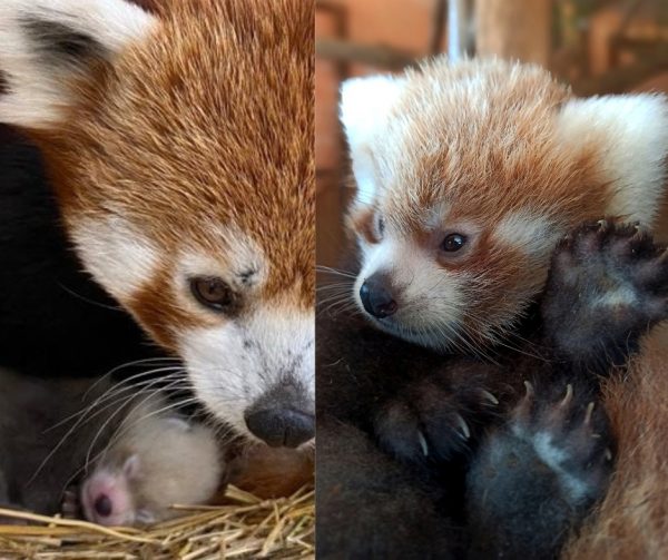 Ένα αξιολάτρευτο κόκκινο πάντα γεννήθηκε στο Αττικό Ζωολογικό Πάρκο