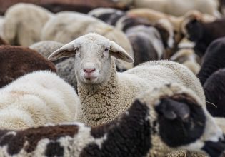 Βόλος: Πρόβατα έφαγαν 300 κιλά κάνναβη και χοροπηδούσαν περισσότερο… από τα κατσίκια