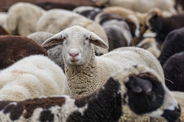 Βόλος: Πρόβατα έφαγαν 300 κιλά κάνναβη και χοροπηδούσαν περισσότερο… από τα κατσίκια