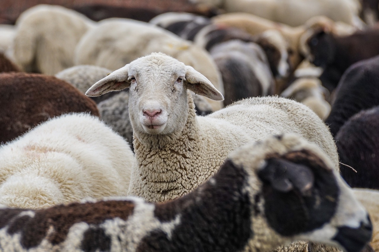 Βόλος: Πρόβατα έφαγαν 300 κιλά κάνναβη και χοροπηδούσαν περισσότερο... από τα κατσίκια