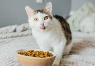 Οι 6 τροφές που δεν πρέπει να φάει ποτέ η γάτα σου