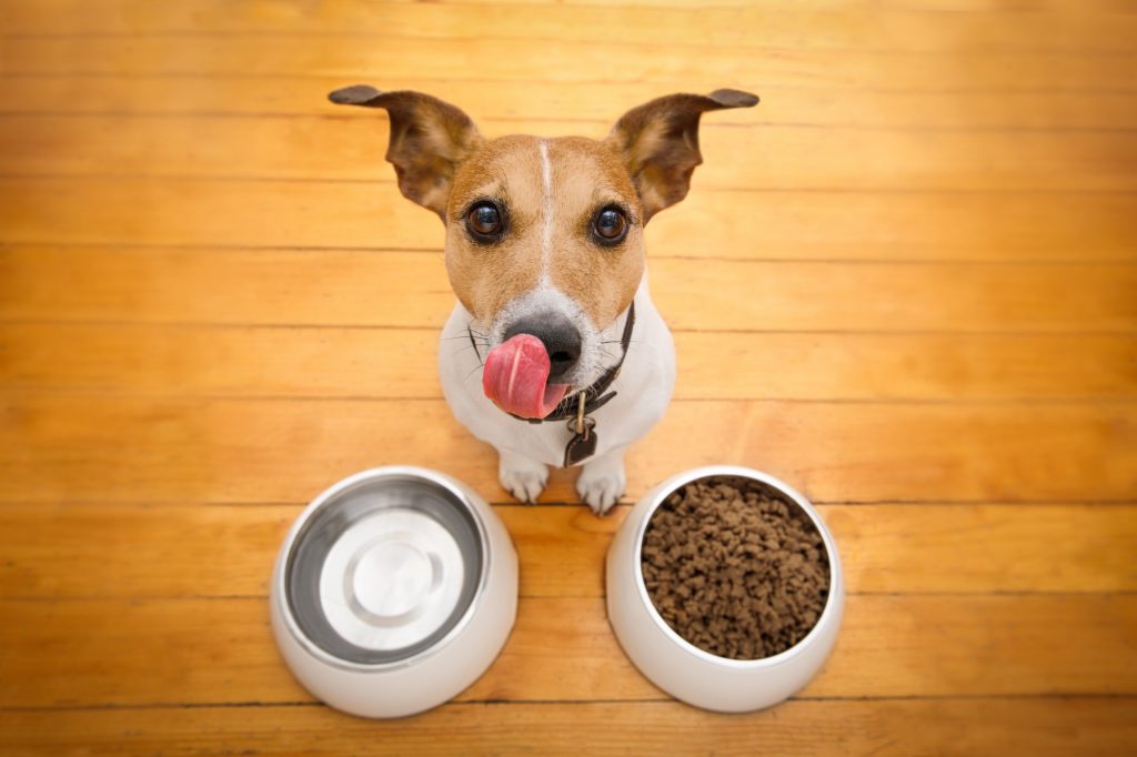 Οι αθώες τροφές που μπορούν να σκοτώσουν τον σκύλο σας